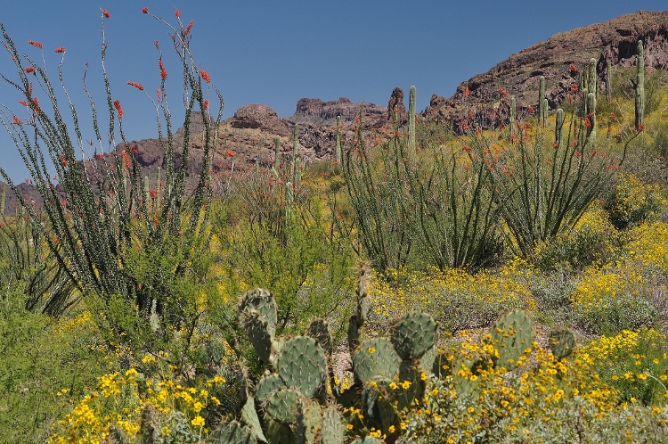 the desert floor